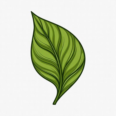 Green Leaf Illustration