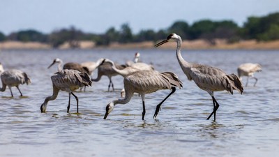 Flock of cranes wading in water