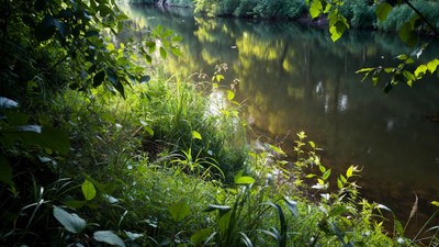 Serene River with Lush Green Vegetation