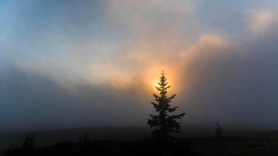Silhouetted Pine Tree with Sun