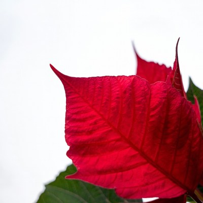 Red Poinsettia Leaf Isolated