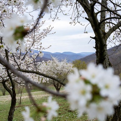 Cherry Blossoms Framing Mountains