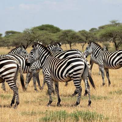 Herd of Zebras in Savanna Grassland