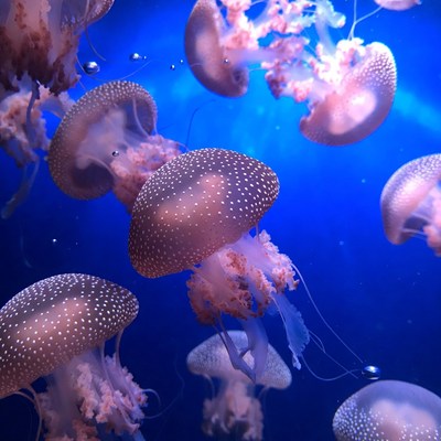 Pink Spotted Jellyfish Underwater