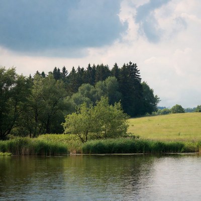 Forest Lake with Grassy Shore