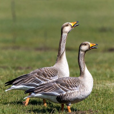 Two greylag geese standing in grass