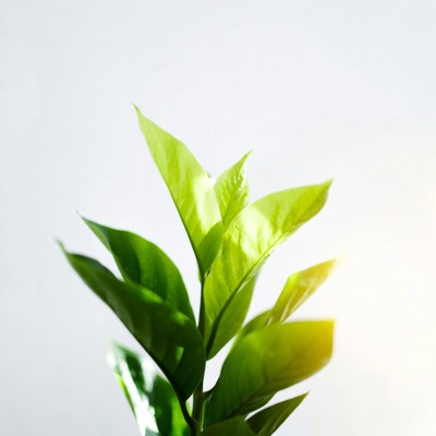 Green plant leaves on white background