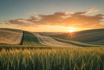 Sunset over rolling wheat fields