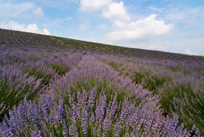 Lavender Fields Under Blue Sky