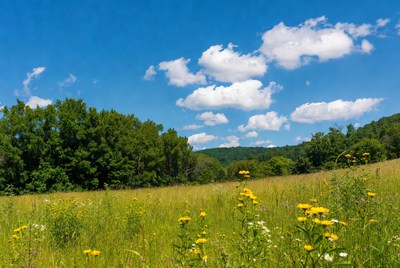 Wildflower Meadow Under Blue Sky