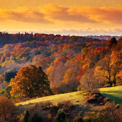 Autumn Forest at Sunset