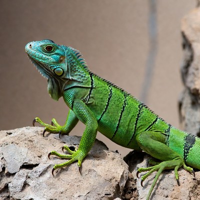 Green iguana on rock