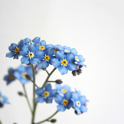 Blue Forget-Me-Not Flowers