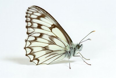 White butterfly with black markings