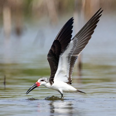Black Skimmer Bird Flying over Water