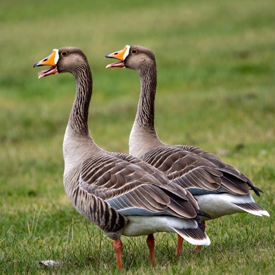 Two greylag geese honking on grass