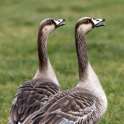 Two geese honking in grass