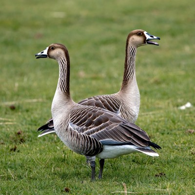 Two geese standing in grass