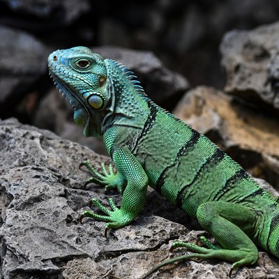 Green iguana on rocks