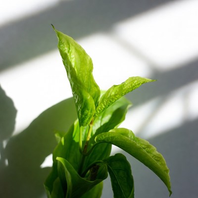 Fresh green tea leaves
