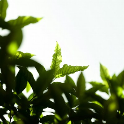 Green leaves on white background