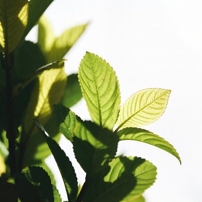 Green serrated leaves on white background