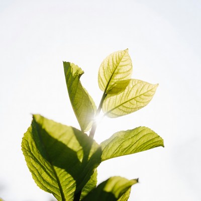 Fresh green leaves with sunlight