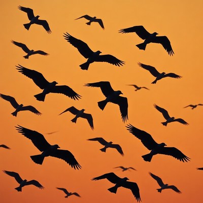 Flock of Birds Flying in Sunset Sky