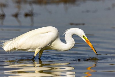 Great Egret Hunting in Water