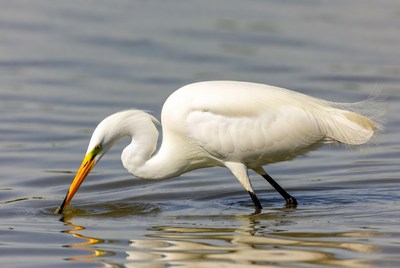 Great Egret Feeding in Water