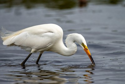 Great Egret Feeding in Water