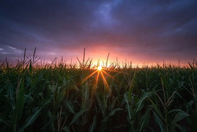 Sunset over cornfield