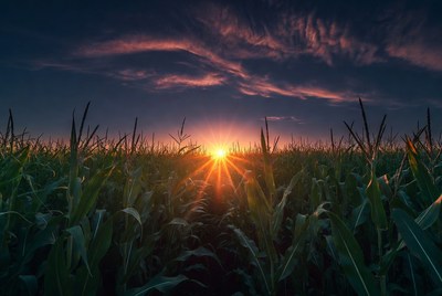 Sunset over Cornfield