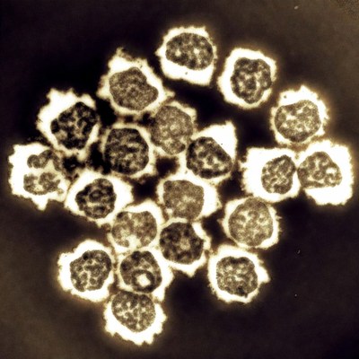 Cluster of White Blood Cells