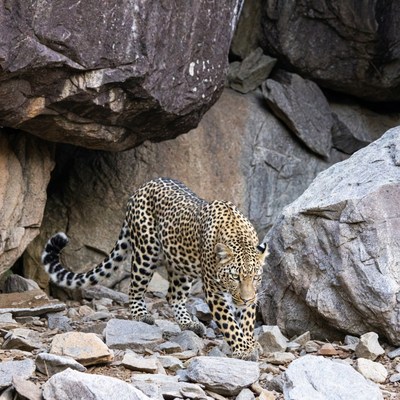 Leopard walking among rocks