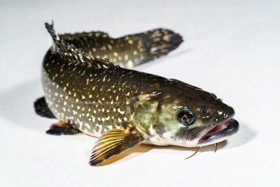 Spotted Snakehead Fish on White Background