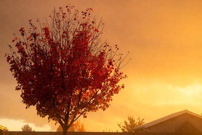 Red Maple Tree at Sunset