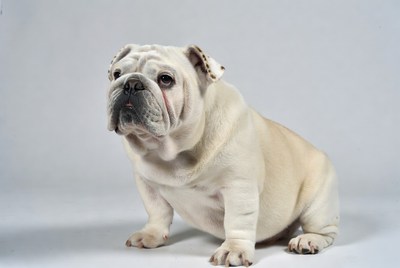 White English Bulldog sitting