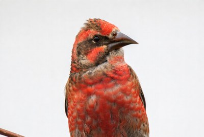 Red-headed Finch on White Background