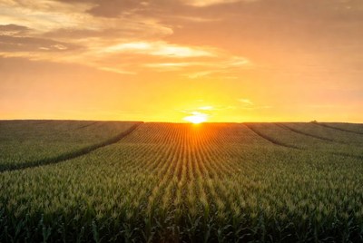 Sunset over Corn Fields