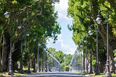Tree-Lined Street with Street Lamps