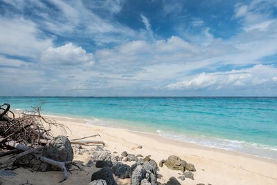 Tropical beach with driftwood and turquoise ocean