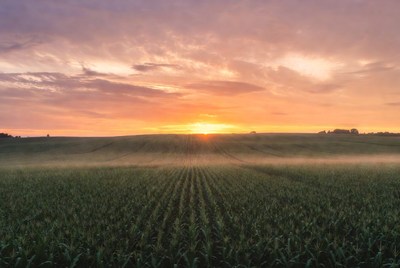 Sunrise over misty cornfield
