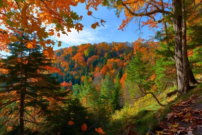 Autumn Forest with Vibrant Fall Colors