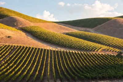 Vineyards on Rolling Hills