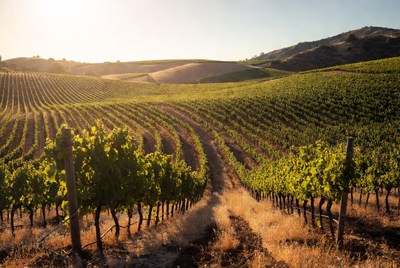 Vineyard Rows at Sunset