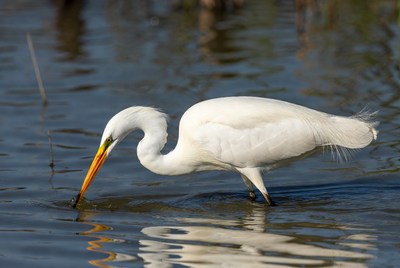 Great Egret Feeding in Water