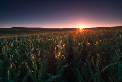 Corn Field at Sunset