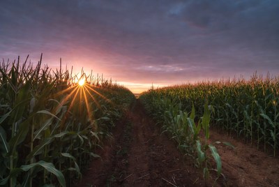 Corn Field Path at Sunset