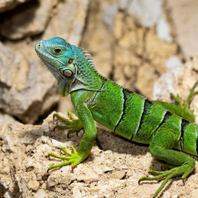 Green iguana on rocks